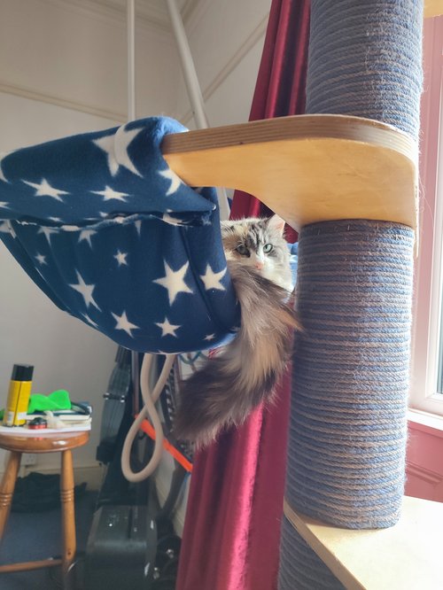 Fermi using the hammock on the scratching post