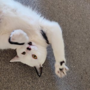 Smudgie