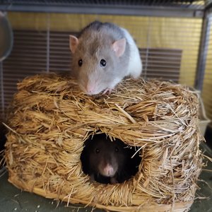 Gus and Boris