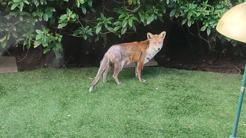 Fox with Mange