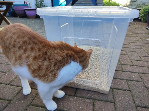 Bean looking at his litter tray