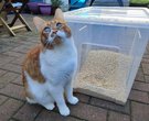 Bean with his new, handmade litter tray