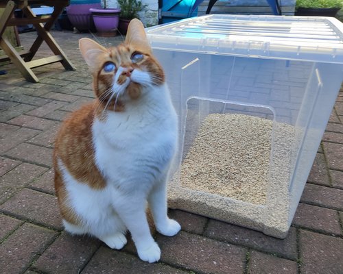 Bean with his new, handmade litter tray