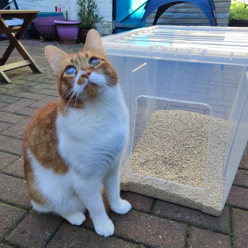 Bean with his new, handmade litter tray