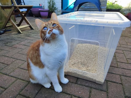 Bean with his new, handmade litter tray