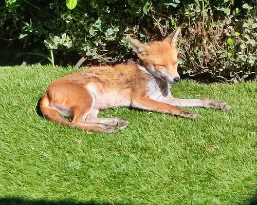 Fox