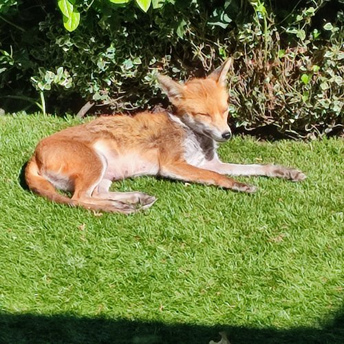 Fox