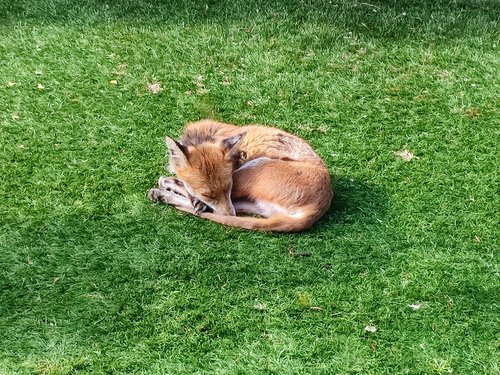Recovered Fox