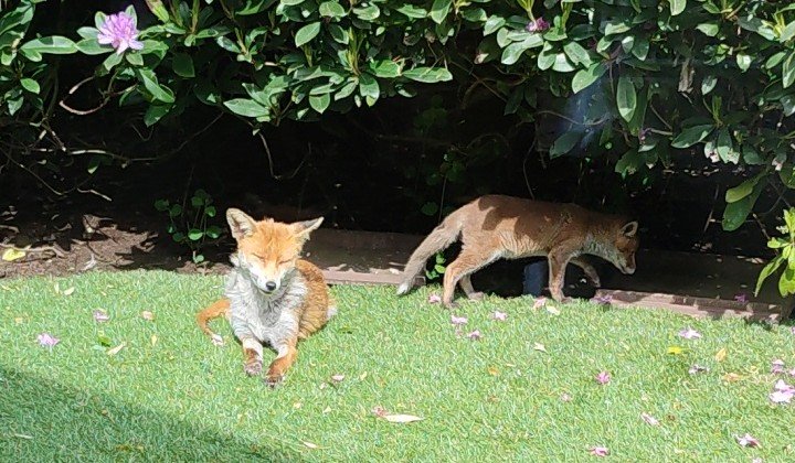 Fox and Cub