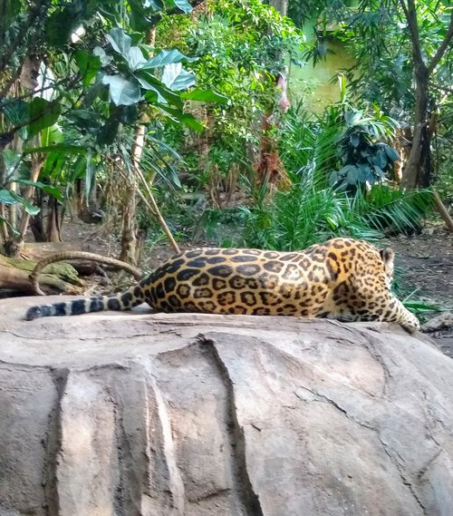 Jaguar