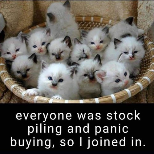 Kittens.jpg