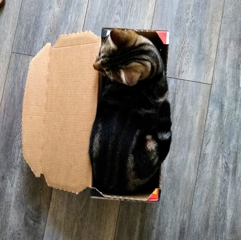 Rocco in Cat Food Box