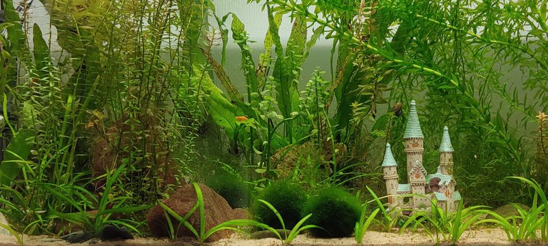African Pygmy Frog and Shrimp Tank