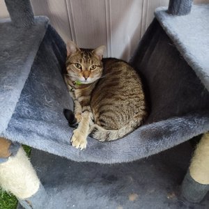 Tigger