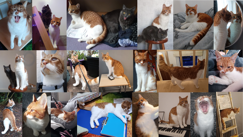 Bean Collage