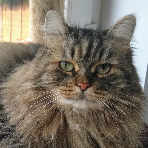 grey tabby norwegian forest cat