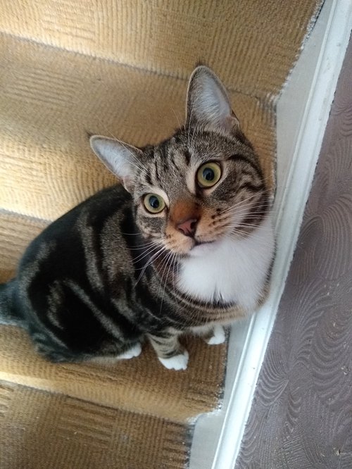 Rocco - tabby cat on stairs