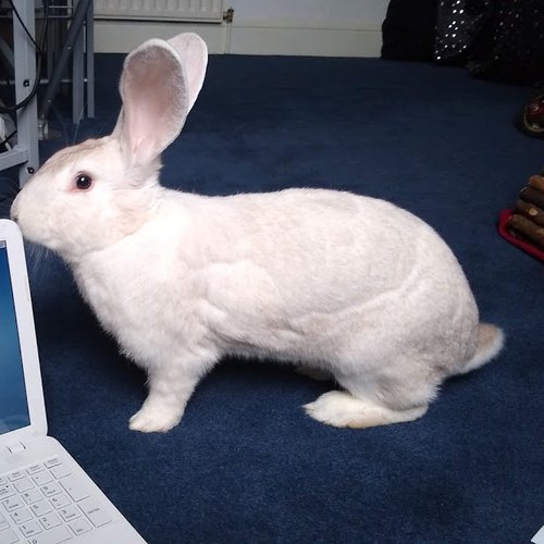 Snowball