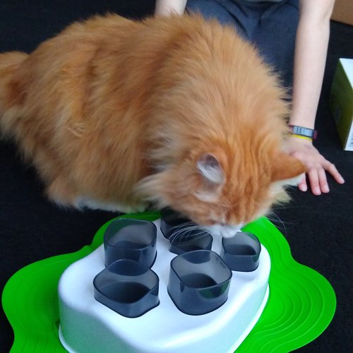 Cat Feeder