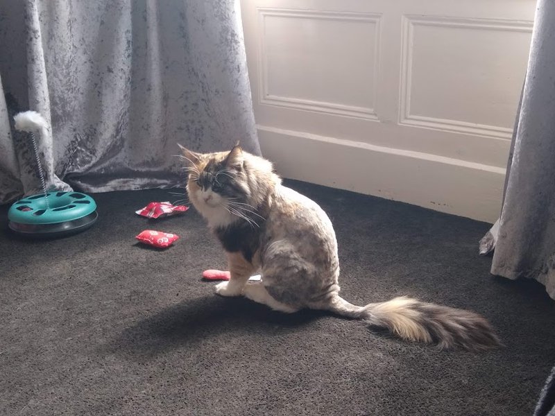 Lion Cut on a Cat