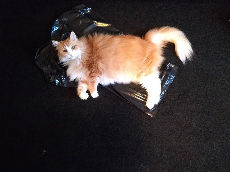 Ginger Cat on Black Bin Bag