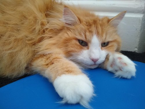 Ginger Cat on Cool Mat