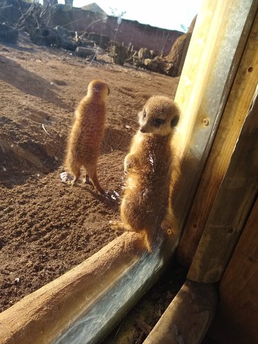 Meerkats