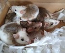 Multimammate Mice (African Soft Furred Rats in Bed