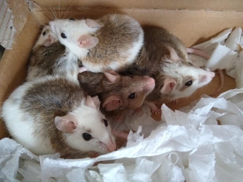 Multimammate Mice (African Soft Furred Rats in Bed