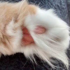 Cats Paw